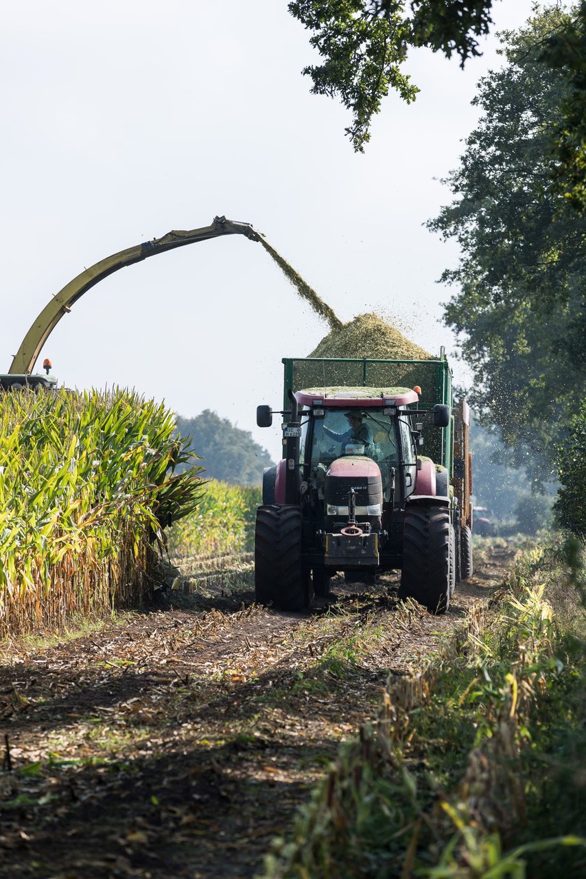 Bild 216 - Maisernte